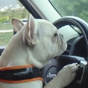 dogdrive.gif